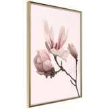  Poster - Blooming Magnolias II 40x60 Cijene