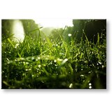  Slike na platnu biljke (moderne slike na platnu) | ePonuda.com