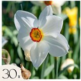 Plant in a Box Čebulice narcis - 30 kos - Narcissus 'Recurvus' - Cvetne čebulice - Pamet, (21755661) | Shoptok.si