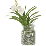 Plant in a Box Orhideja vanda - Vanda 'White' - Višina 40-50cm - ⌀14cm, (21757964) | Shoptok.si