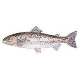 Nepoznato Pastrmka kalifornijska 1kg | ePonuda.com