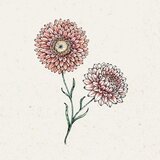  Helichrysum bracteatum "Salmon Rose" (Suha roža) - 1 pkt. | Shoptok.si