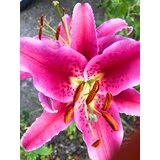 Royal De Ree Lukovica Ljiljan - Lilium Stargazer 2/1 Cene