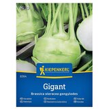 KIEPENKERL Zelenjavna semena Koleraba Gigant (Brassica oleracea var. gongylodes Gongylodes Gp, Čas žetve: Avgust) | Shoptok.si