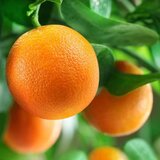  Pomorandža - c2 l - 50/60 cm Cene