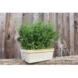 ReinSaat Grah "Filina" - 1 pkt. Cene