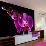  Tapeta - elegant orchis 350x270 Cijene