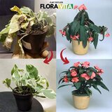 Smania Gnojivo za biljke Floravita | shoptok.hr