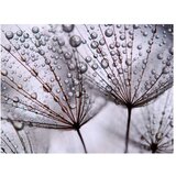 Tapeta - Dandelion and morning dew 300x231 | shoptok.hr