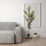  Drvo OLIVE 180cm - N61 u