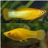 Akvarijum Centar Molly gold | ePonuda.com
