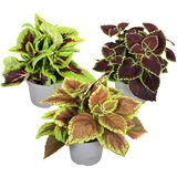 Plant in a Box coleus - 3 kos - plectranthus scutellarioides - višina 25-40cm - ⌀13cm, (21758258) Cene