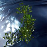 Davidoff cool Water Reborn toaletna voda 125 ml za muškarce | shoptok.hr