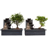 Plant in a Box bonsai slap buda - 2 kos - bonsai - višina 25-35cm - ⌀29cm, (21758078) Cene