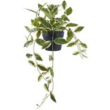 House Nordic Umetna rastlina (višina 33 cm) Hoya Carnosa – Cene