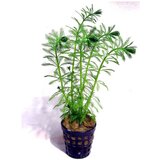 Rainforest myriophyllum aquaticum Cene