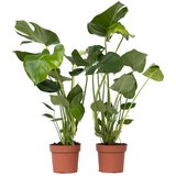 Plant in a Box Navadna monstera - 2 kos - Monstera deliciosa - Višina 50-60cm - ⌀17cm, (21757914) | Shoptok.si