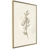 Poster - Beige Campanula 30x45 Cijene