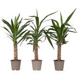 Plant in a Box prstasta juka - 6 kos - yucca elephantipes - višina 50-60cm - ⌀14cm, (21758101) Cene