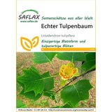 Saflax Pravi tulipanovec Cene