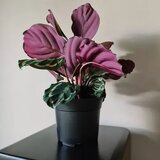 Gardlov plastične posude za sadnice 2 l, set od 500 kom. | shoptok.hr