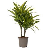 Plant in a Box dracena - dracaena deremensis 'lemon lime' - višina 60-70cm - ⌀17cm, (21758108) Cene