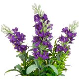Casa Selección Umetna sivka (višina 30 cm) Lavender – | Shoptok.si