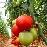  Vrtni tunelski staklenik 4 × 2,5 × 2 m, 10 m², s metalnom konstrukcijom i UV-otpornom folijom | shoptok.hr