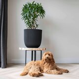 Capi Cvetlično korito Groove 35x34 črno, (20981599) | Shoptok.si