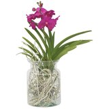Plant in a Box orhideja vanda - vanda 'cerise' - višina 40-50cm - ⌀14cm, (21758144) Cene