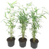 Plant in a Box bambus - 3 kos - fargesia papyrifera 'blue dragon' - višina 30-40cm - ⌀13cm, (21757579) Cene