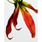 Loewe Paula’s Ibiza Eclectic toaletna voda uniseks 100 ml | shoptok.hr