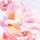 Dior Miss Blooming Bouquet toaletna voda za žene 100 ml | shoptok.hr