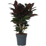 Plant in a Box kroton - codiaeum variegatum 'mrs. iceton' - višina 60-70cm - ⌀19cm, (21758008) Cene