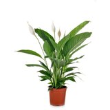Rasadnik Topalović spathiphyllum | ePonuda.com