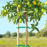Zica Žica penasta 10m | ePonuda.com