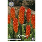  Cvjetne lukovice Arum Italicum (crvene boje, Botanički opis: Arum) Cijene