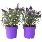 Plant in a Box davidov metuljnik - 2 kos - buddleja davidii 'candy' - višina 30-40cm - ⌀19cm, (21757455) | Shoptok.si