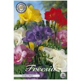  Cvjetne lukovice Fresia Dubbel Mixed (Višebojno, Botanički opis: Freesia) Cijene