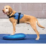 FitPAWS disk za ravnotežu kućnih ljubimaca 36 cm plavi | shoptok.hr