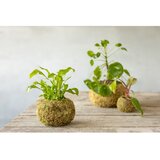 Esschert Design Kokedama krogla - M | Shoptok.si