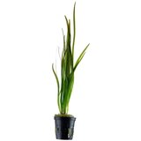 Rainforest vallisneria spiralis | ePonuda.com