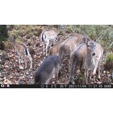 OXE Fotozamka Gepard II i binokularni noćni vid DV29 + 32GB SD kartica i 4 baterije! | shoptok.hr