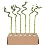 Plant in a Box vodni bambus - 6 kos - dracaena sanderiana - višina 40-50cm - ⌀2cm, (21757961) Cene