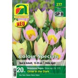 AUSTROSAAT Botanični tulipani "Glow in the Dark" - 20 čebu. Cene