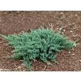  juniperus horisontalis mix - c3 l - 20/40 cm Cene