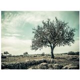  Tapeta - tree - vintage 300x231 | shoptok.hr