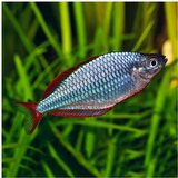 Akvarijum Centar Melanotaenia praecox - Paskai rainbow | ePonuda.com