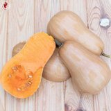 Kokopelli Bio muškatna buča "Sucrine du Berry" - 12 zrn. Cene