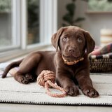 OYOY Living Design Igrača za pse Otto – | Shoptok.si